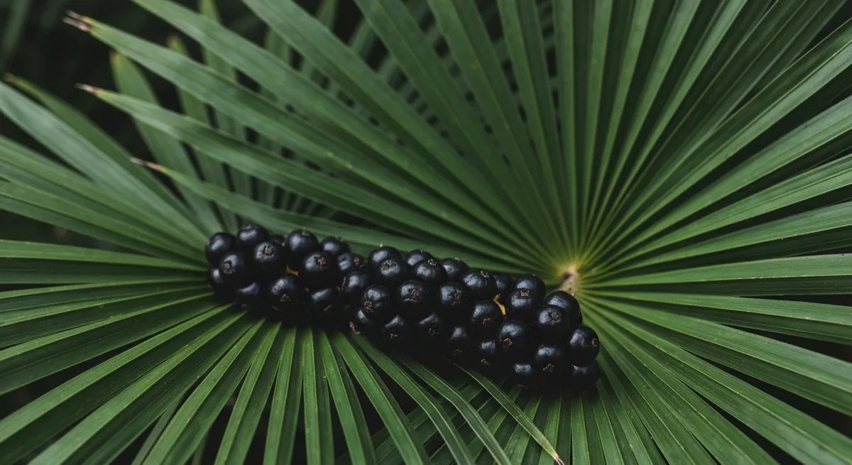 Saw Palmetto (Cüce Palmiye Özü)